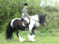 Class 35 - Hunter Horse or Pony