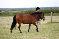 Class 3 - Inhand Mountain and Moorland Non Welsh Small Breeds