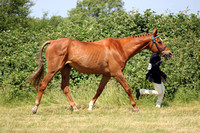 Class 27 - Ex-Racehorse
