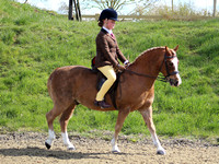 Class 19 - Show Pony and Horse. Hunter, Sports and Riding