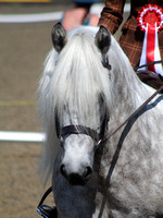 Rusden and District Riding Club Showing Show 18-07-2021
