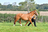 Class 20 - Foreign and Rare Breeds