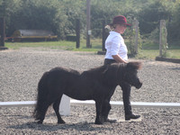 Class 5 - Miniature Mare 4 Years and Over