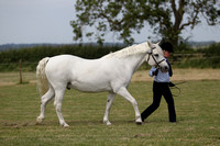 Class 4 - Inhand Mountain and Moorland Non Welsh Large